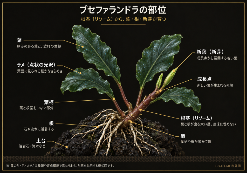 ブセファランドラの部位図。根茎(リゾーム)から葉・根・新芽が出る構造