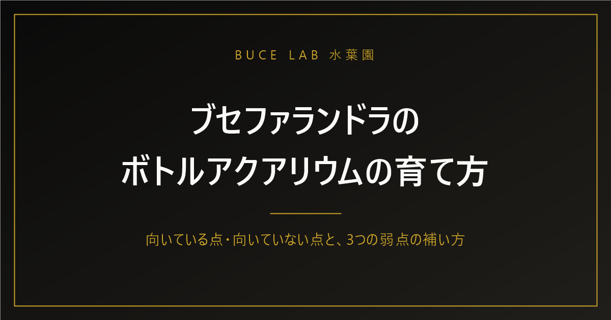 ブセファランドラのボトルアクアリウムの育て方