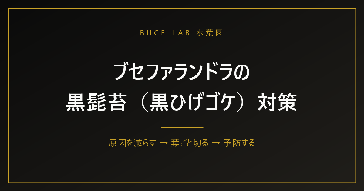 ブセファランドラの黒髭苔（黒ひげゴケ）対策