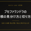ブセファランドラの根の見分け方と切り方