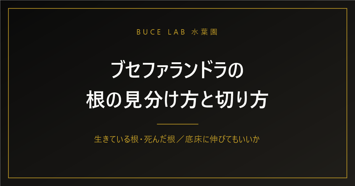ブセファランドラの根の見分け方と切り方