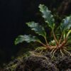 ブセファランドラと苔取り役のヤマトヌマエビ